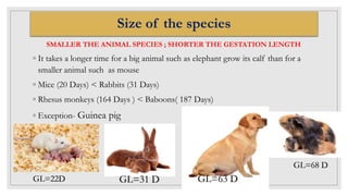 Size of the species
SMALLER THE ANIMAL SPECIES ; SHORTER THE GESTATION LENGTH
◦ It takes a longer time for a big animal such as elephant grow its calf than for a
smaller animal such as mouse
◦ Mice (20 Days) < Rabbits (31 Days)
◦ Rhesus monkeys (164 Days ) < Baboons( 187 Days)
◦ Exception- Guinea pig
GL=22D GL=31 D GL=63 D
GL=68 D
 