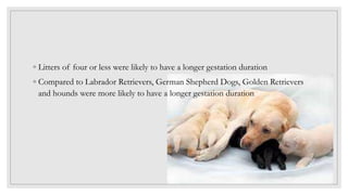 Fresh Look at Gestation Length Pptx