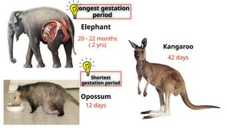 gestation-periods-in-farm-animals-pet-animals-wild-animals-pptx
