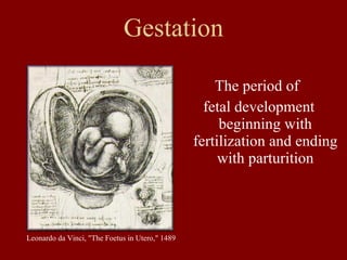 Gestation ,[object Object],[object Object],Leonardo da Vinci, &quot;The Foetus in Utero,&quot; 1489  