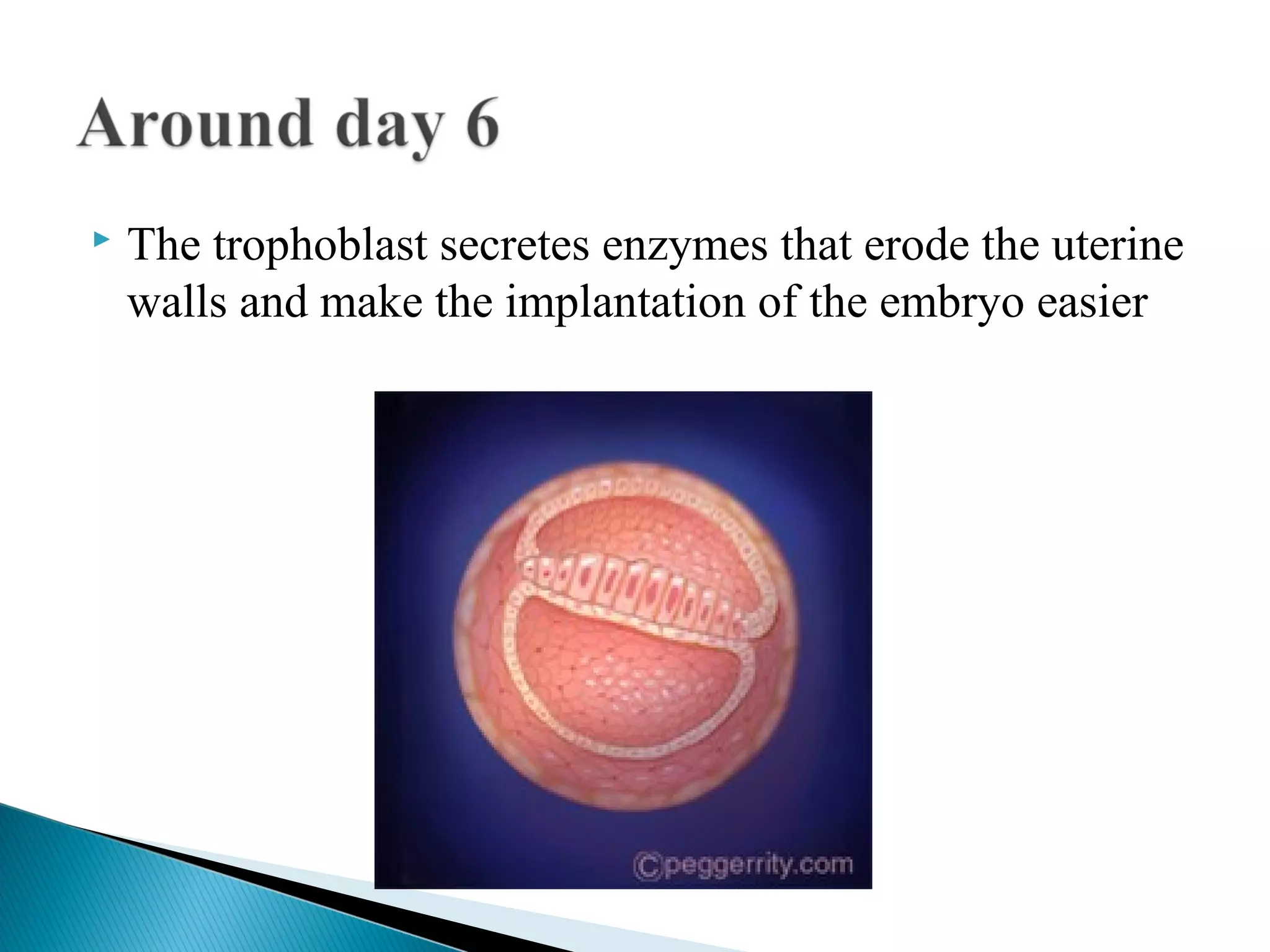    The trophoblast secretes enzymes that erode the uterine
    walls and make the implantation of the embryo easier
 