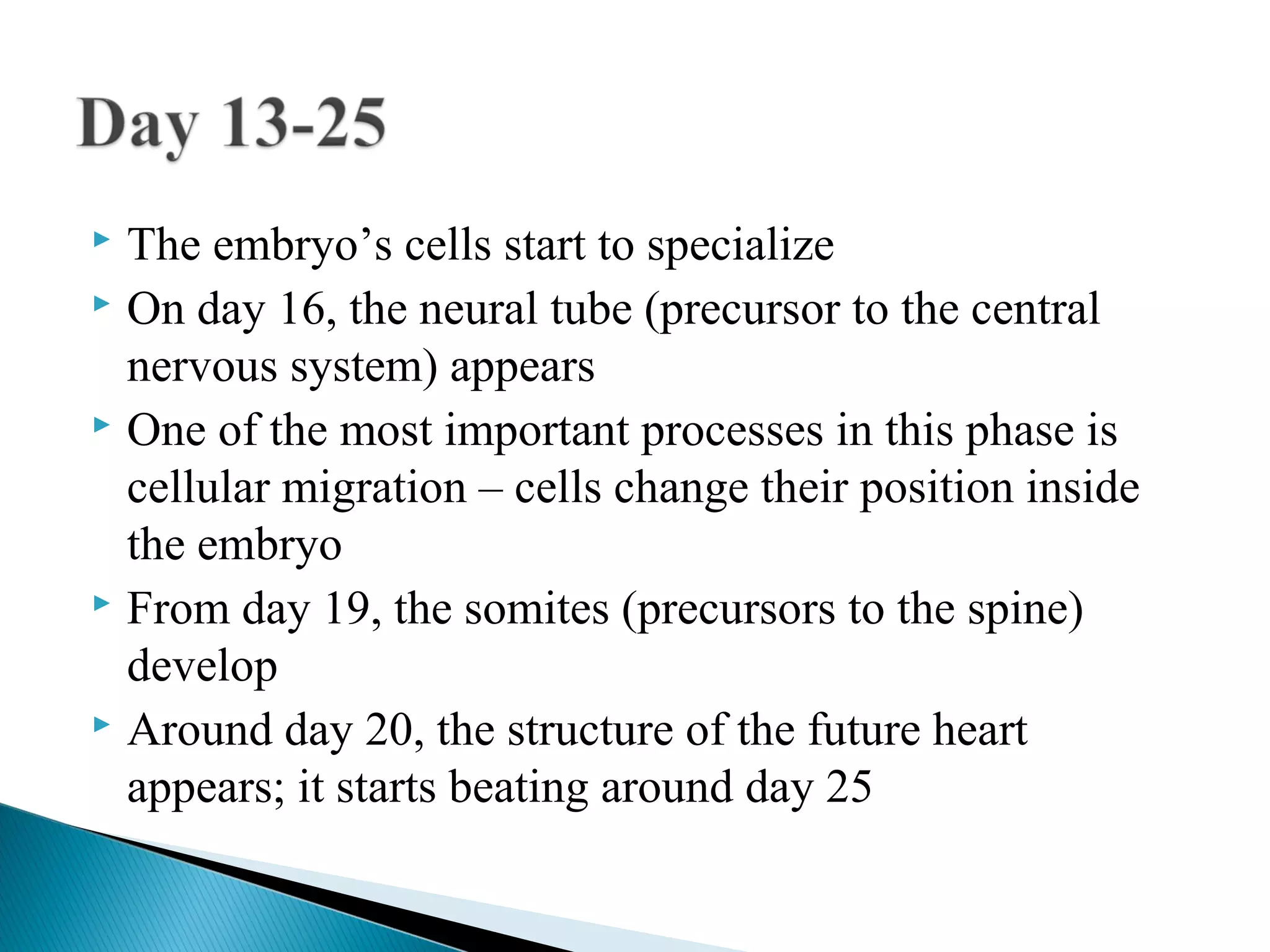  The embryo’s cells start to specialize
 On day 16, the neural tube (precursor to the central

  nervous system) appears
 One of the most important processes in this phase is

  cellular migration – cells change their position inside
  the embryo
 From day 19, the somites (precursors to the spine)

  develop
 Around day 20, the structure of the future heart

  appears; it starts beating around day 25
 