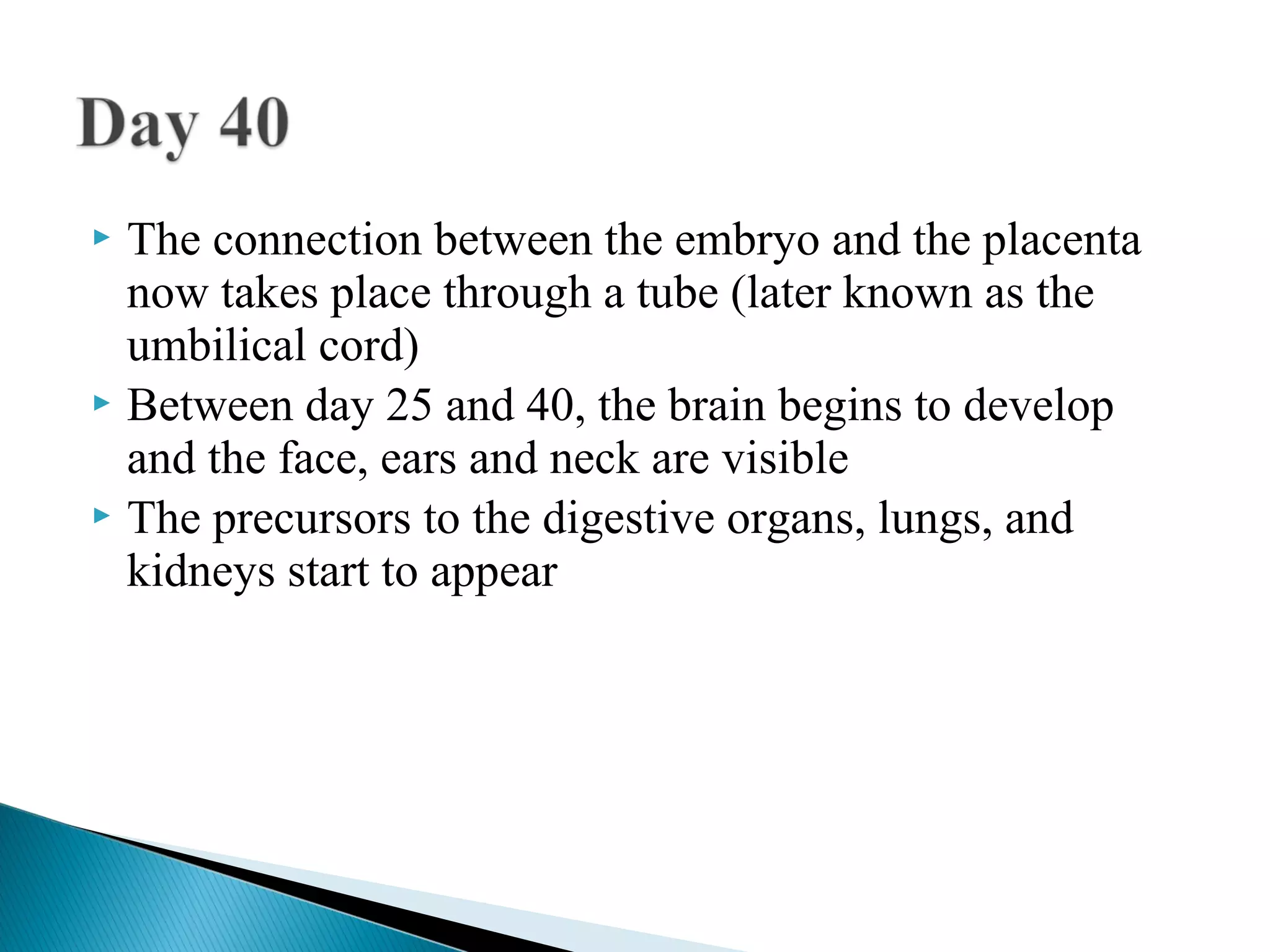  The connection between the embryo and the placenta
  now takes place through a tube (later known as the
  umbilical cord)
 Between day 25 and 40, the brain begins to develop
  and the face, ears and neck are visible
 The precursors to the digestive organs, lungs, and
  kidneys start to appear
 