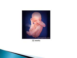 Gestation process | PPT