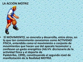LA ACCIÓN MOTRIZ El MOVIMIENTO, se concreta y desarrolla, entre otros, en lo que tan comúnmente conocemos como ACTIVIDAD FÍSICA, entendida como el movimiento o conjunto de movimientos que hacen uso del aparato locomotor y conllevan un gasto energético (AA.VV. diccionario de la actividad física y el deporte de Paidotribo, 1999), constituyendo el segundo nivel de manifestación de la Realidad MOTRIZ. 