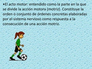 •El acto motor: entendido como la parte en la que se divide la acción motora (motriz). Constituye la orden o conjunto de órdenes concretas elaboradas por el sistema nervioso como respuesta a la consecución de una acción motriz.