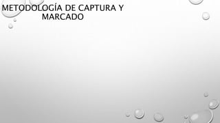 METODOLOGÍA DE CAPTURA Y
MARCADO
 