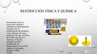 RESTRICCIÓN FÍSICA Y QUÍMICA
El protocolo para la
restricción química
utilizado en Hydrochaeris
cautivos fue la
combinación de Atropina
1mg, Xilazina 20 mg y
ketamina 50 mg, en dosis
de 0.044 mg/kg, 0.5
mg/kg y 3 mg/kg
respectivamente
modificado de
Szabuniewicz et al1978,
citado en González-
Jiménez 1995).
vía IM.
 