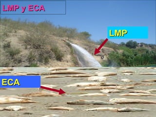 LMP ECA LMP y ECA 