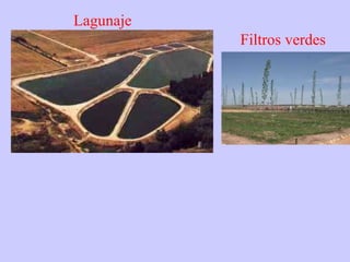 Lagunaje Filtros verdes 