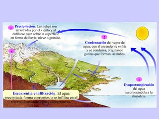 Evapotranspiración  del agua incorporándola a la atmósfera. 1 Condensación  del vapor de agua, que al ascender se enfría y se condensa, originando gotitas que forman las nubes. 2 Precipitación . Las nubes son arrastradas por el viento y al enfriarse caen sobre la superficie en forma de lluvia, nieve o granizo. 3 4 Escorrentía e infiltración . El agua precipitada forma corrientes o se infiltra en el terreno formando aguas subterráneas. 