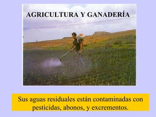 AGRICULTURA Y GANADERÍA Sus aguas residuales están contaminadas con pesticidas, abonos, y excrementos. 