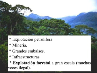 El 80% han sido ya destruidos o alterados.  El 20% restante está amenazado por: * Explotación petrolífera * Minería. * Grandes embalses. * Infraestructuras. * Explotación forestal  a gran escala (muchas veces ilegal). 