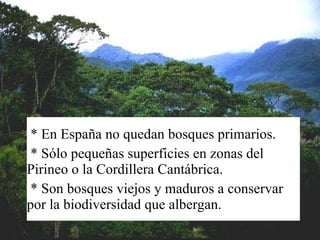 * En España no quedan bosques primarios.  * Sólo pequeñas superficies en zonas del Pirineo o la Cordillera Cantábrica.  * Son bosques viejos y maduros a conservar por la biodiversidad que albergan. 