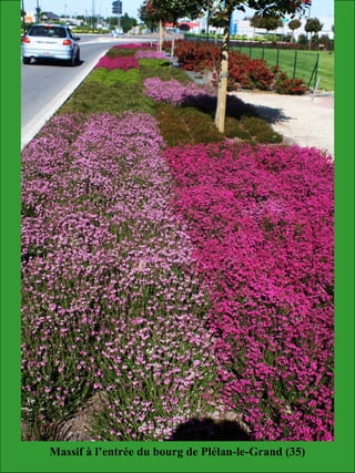 Massif à l’entrée du bourg de Plélan-le-Grand (35)
 