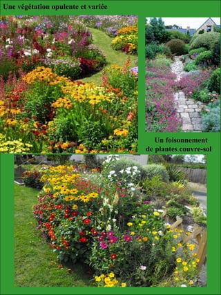 Une végétation opulente et variée
Un foisonnement
de plantes couvre-sol
 