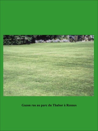 Gazon ras au parc du Thabor à Rennes
 