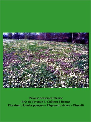 Pelouse densément fleurie
Près de l’avenue F. Château à Rennes
Floraison : Lamier pourpre – Pâquerette vivace - Pissenlit
 