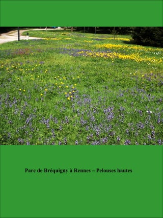 Parc de Bréquigny à Rennes – Pelouses hautes
 