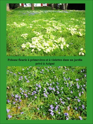 Pelouse fleurie à primevères et à violettes dans un jardin
privé à Acigné
 