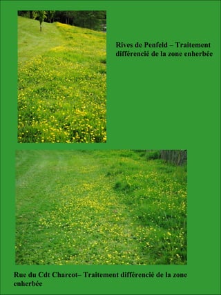 Rives de Penfeld – Traitement
différencié de la zone enherbée
Rue du Cdt Charcot– Traitement différencié de la zone
enherbée
 