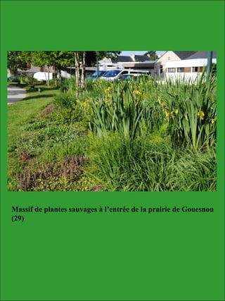 Massif de plantes sauvages à l’entrée de la prairie de Gouesnou
(29)
 