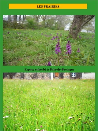 Espace enherbé à Bain-de-Bretagne
LES PRAIRIES
 
