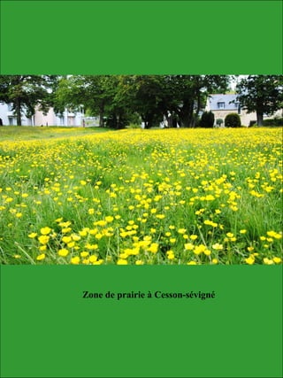 Zone de prairie à Cesson-sévigné
 