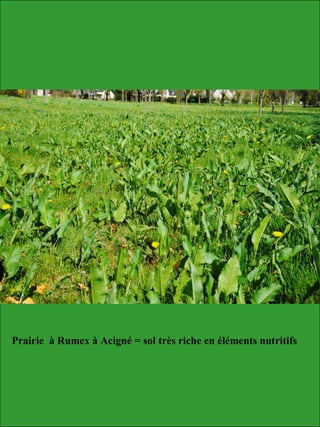 Prairie à Rumex à Acigné = sol très riche en éléments nutritifs
 