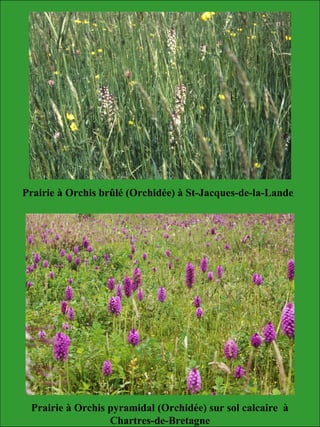 Prairie à Orchis brûlé (Orchidée) à St-Jacques-de-la-Lande
Prairie à Orchis pyramidal (Orchidée) sur sol calcaire à
Chartres-de-Bretagne
 