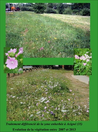 Traitement différencié de la zone enherbée à Acigné (35)
Evolution de la végétation entre 2007 et 2013
 