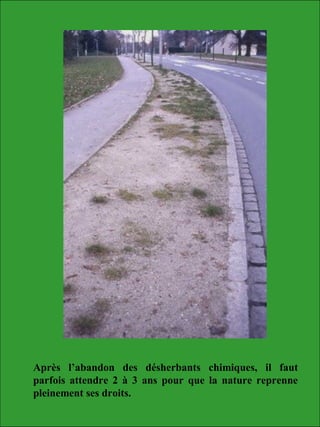 Après l’abandon des désherbants chimiques, il faut
parfois attendre 2 à 3 ans pour que la nature reprenne
pleinement ses droits.
 
