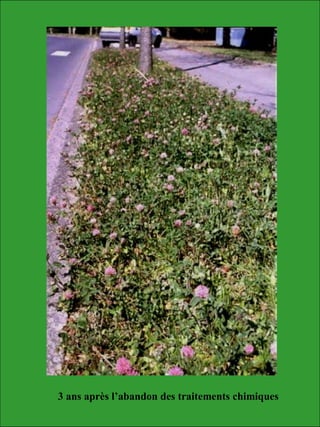 3 ans après l’abandon des traitements chimiques
 