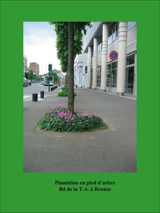 Plantation en pied d’arbre
Bd de la T.A. à Rennes
 