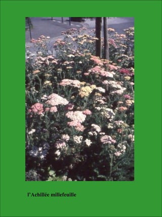 l’Achillée millefeuille
 