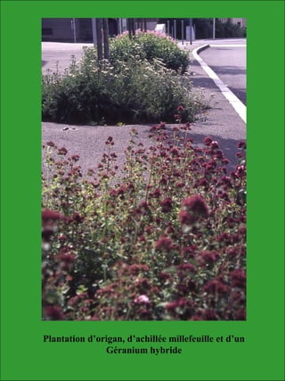 Plantation d’origan, d’achillée millefeuille et d’un
Géranium hybride
 