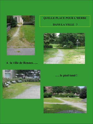 A la ville de Rennes…..
…. le pied tond !
QUELLE PLACE POUR L’HERBE
DANS LA VILLE ?
 