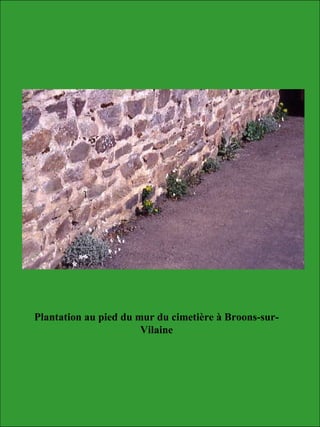 Plantation au pied du mur du cimetière à Broons-sur-
Vilaine
 