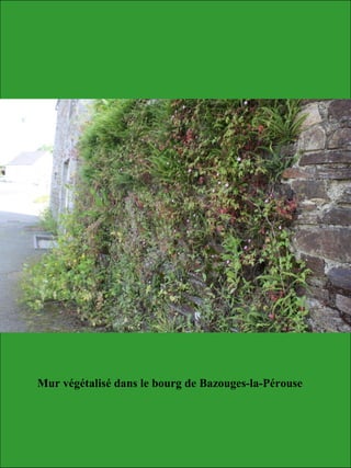 Mur végétalisé dans le bourg de Bazouges-la-Pérouse
 