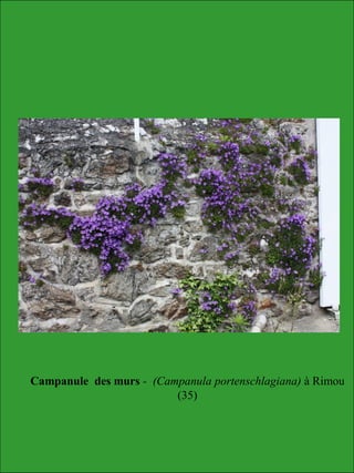 Campanule des murs - (Campanula portenschlagiana) à Rimou
(35)
 