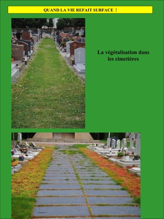 La végétalisation dans
les cimetières
QUAND LA VIE REFAIT SURFACE !
 