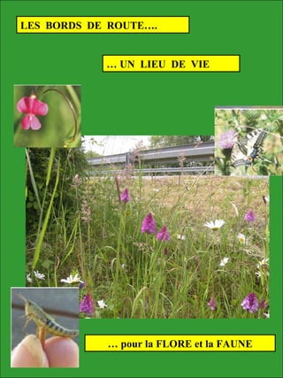 LES BORDS DE ROUTE….
… UN LIEU DE VIE
… pour la FLORE et la FAUNE
 