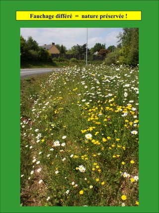 Fauchage différé = nature préservée !
 