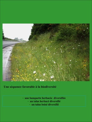 Une séquence favorable à la biodiversité
- une banquette herbacée diversifiée
- un talus herbacé diversifié
- un talus boisé diversifié
 