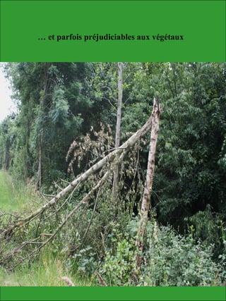 … et parfois préjudiciables aux végétaux
 