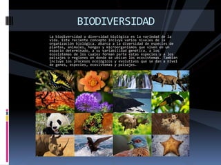 La biodiversidad o diversidad biológica es la variedad de la
vida. Este reciente concepto incluye varios niveles de la
organización biológica. Abarca a la diversidad de especies de
plantas, animales, hongos y microorganismos que viven en un
espacio determinado, a su variabilidad genética, a los
ecosistemas de los cuales forman parte estas especies y a los
paisajes o regiones en donde se ubican los ecosistemas. También
incluye los procesos ecológicos y evolutivos que se dan a nivel
de genes, especies, ecosistemas y paisajes.
BIODIVERSIDAD
 