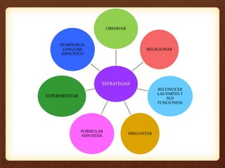 ESTRATEGIAS
OBSERVAR
RELACIONAR
RECONOCER
LAS PARTES Y
SUS
FUNCIONESS
PREGUNTAR
FORMULAR
HIPOTESIS
EXPERIMENTAR
DOMINAR EL
LENGUAJE
ESPECIFICO
 
