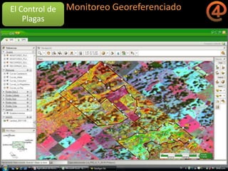 La gestión del conocimiento en la agricultura por sitio específico