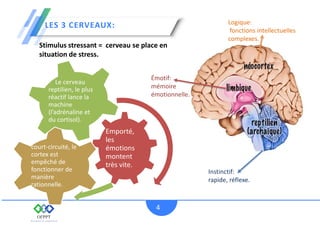LES 3 CERVEAUX:
4
Émotif:
mémoire
émotionnelle.
Instinctif:
rapide, réflexe.
Logique:
fonctions intellectuelles
complexes.
Stimulus stressant = cerveau se place en
situation de stress.
Emporté,
les
émotions
montent
très vite.
court-circuité, le
cortex est
empêché de
fonctionner de
manière
rationnelle.
- Le cerveau
reptilien, le plus
réactif lance la
machine
(l’adrénaline et
du cortisol).
 