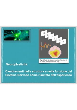 Neuroplasticità:
Cambiamenti nella struttura e nella funzione del
Sistema Nervoso come risultato dell‘esperienza
!
Fig. 6 Tratto da: Learning to Pay Attention di
R. Jones, www.plosjournals.org
 